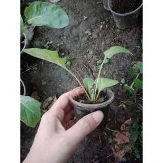 (Cây bé) CÚC Đ.ỒNG T.IỀN TÍM