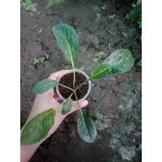 (Cây bé) CÚC Đ.ỒNG T.IỀN SONG HỶ ĐỎ