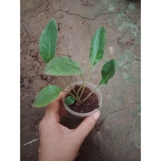 (Cây bé) CÚC Đ.ỒNG T.IỀN SONG HỶ ĐỎ