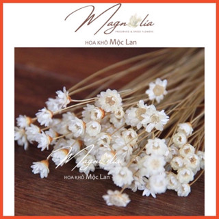 50-100 Hoa khô tuyết nhiệt đới Glixia Trắng nhập khẩu hàng loại 1 Brazil