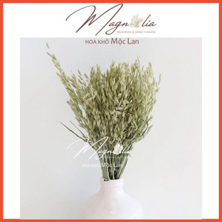 Hoa yến mạch khô Aveena (Oats) decoration không gian nhà cửa