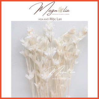Hoa khô ❤️FREESHIP❤️ Hoa khô Nigella trắng trang trí cắm hoa, làm đồ handmade
