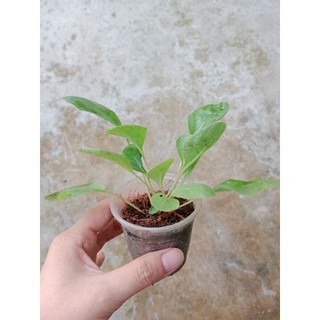 (Cây bé) CÚC Đ.ỒNG T.IỀN ĐỎ NHỤY ĐEN