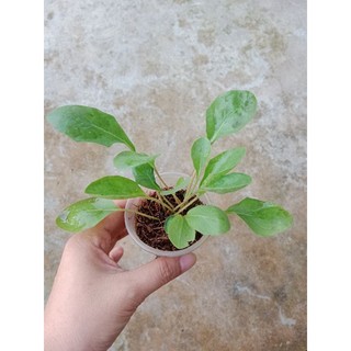 (Cây bé) CÚC Đ.ỒNG T.IỀN ĐỎ NHỤY ĐEN