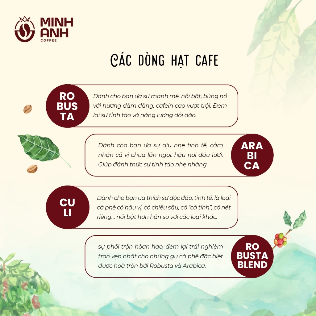 Cà phê nguyên  chất Minh Anh Robusta
