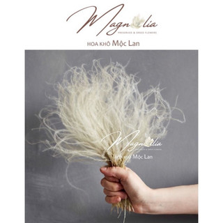[HIẾM] Hoa khô Feather Grass cỏ vũ mao trang trí retro vintage, chụp ảnh sản phẩm, làm thiệp handmade