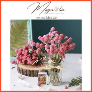Hoa khô ❤️FREESHIP❤️ Globe Amaranth cúc bách nhật trang trí phòng khách, đính thiệp handmade
