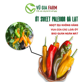 VG FARM Ớt trái cây Sweet Palermo, Ớt sừng ngọt Đà Lạt VIP - không cay, không hăng, có vị giòn, ngọt và mọng nước