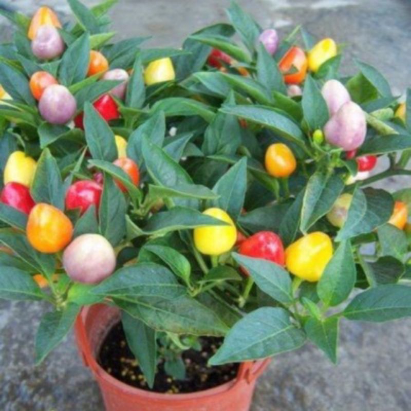 cây giống ớt chery ngũ sắc buni 1 cây. mua 5 tặng 1