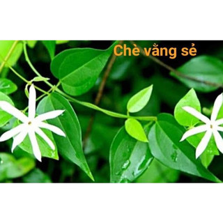 Chè Vằng Sẻ cây giống cao 30cm, cây dược liệu quý