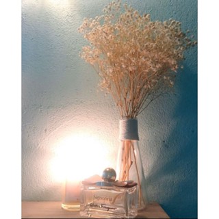 (đủ màu) Hoa khô Baby ướp màu trang trí phòng - Hoa Baby Gysophila sấy khô ướp màu decor bó 10g