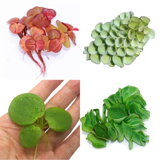[1 NHÁNH] Bèo Nhật Thuỷ Sinh - Bèo Tai Chuột - Bèo Rể Đỏ Dễ Trồng, Không Co2
