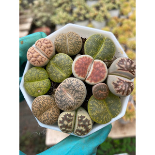cây sen đá thạch lan mông lithop_🌱hàng sẵn vườn boybongarden