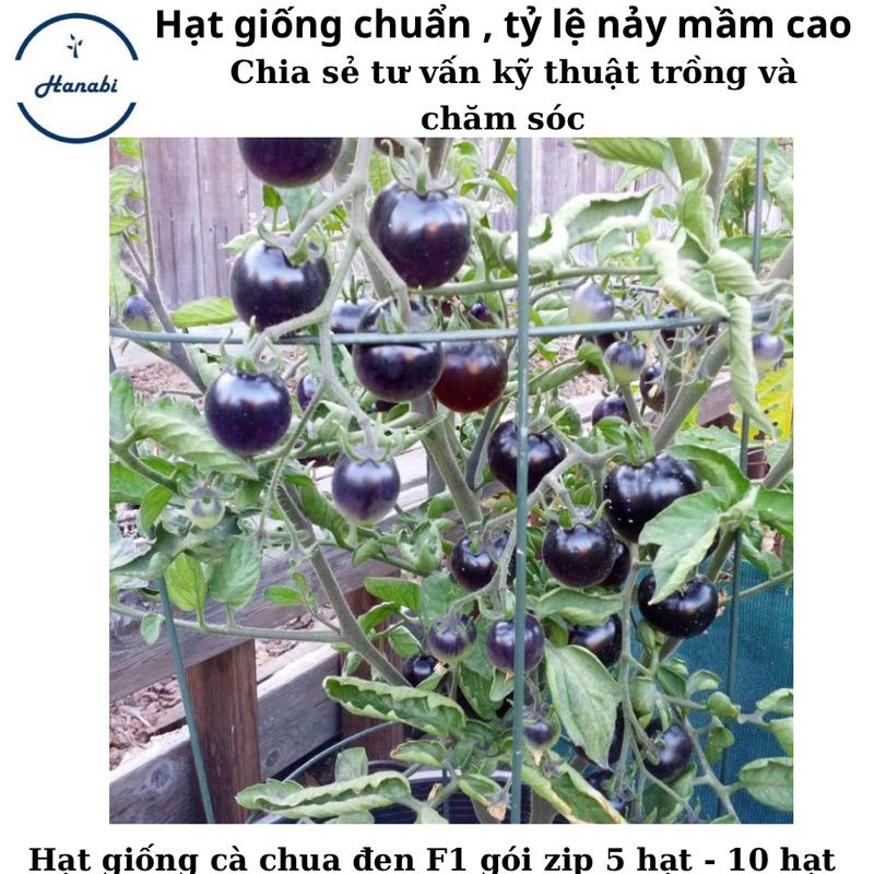 Hạt giống cà chua bi đen