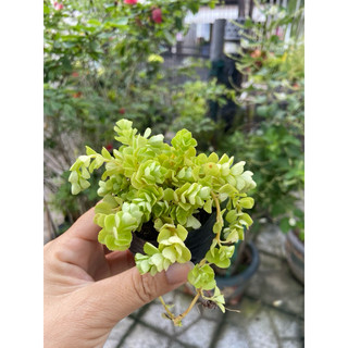 Sedum xanh