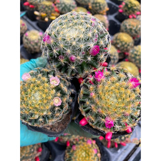 Cây xương rồng mami mammilaria màu trắng hồng đỏ_🌵hàng sẵn