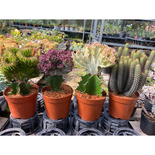 cây xương rồng vạn lý trường thành cẩm thạch euphorbia lactea cristata