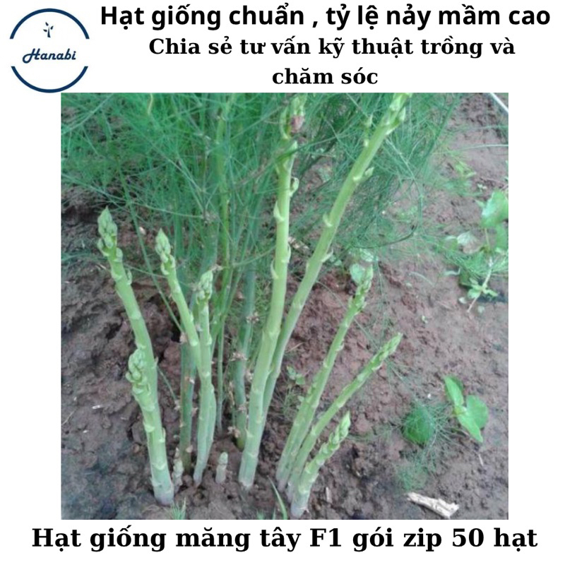 Hạt giống măng tây xanh