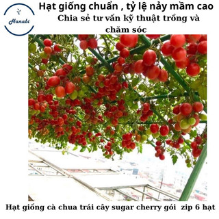 Hạt giống cà chua chịu nhiệt sugar cherry