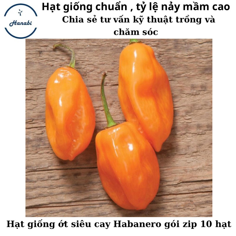 Hạt giống ớt Habanero