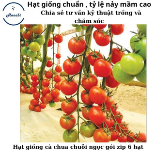 Hạt giống cà chua chuỗi ngọc sugar morga
