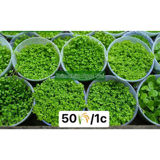 Cây trân châu ngọc trai lá nước