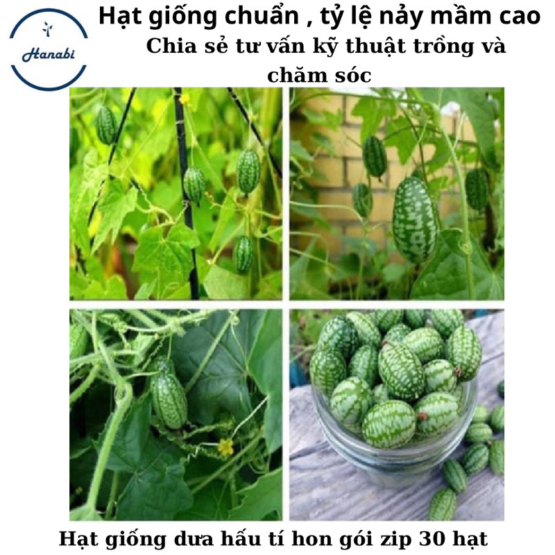 Hạt giống Dưa hấu tí hon mexico