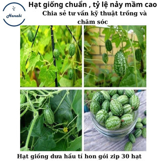Hạt giống Dưa hấu tí hon mexico