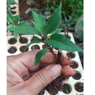 Cây giống rau lủi, rau rừng Gia Lai, ươm khay tiết kiệm, cây nhiều rễ