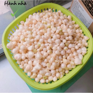 500gram Củ Hành tăm nhà trồng củ to và đều hàng tuyển loại 1.