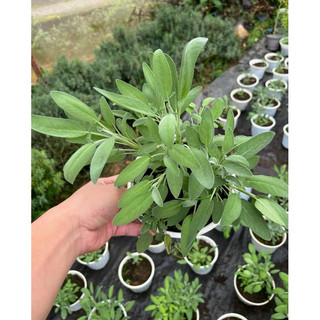 Chậu nhựa xô thơm Sage - lá rất thơm