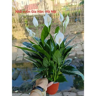 Cây lan ý siêu hoa cập nhật 7.8?24