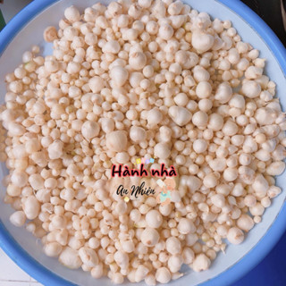 Hành tăm,Củ nén nhà làm - hành tăm nhà trồng - hành tăm quê Nghệ An