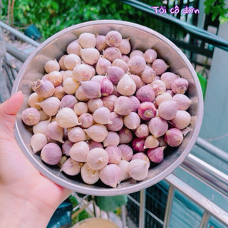 1 kg tỏi cô đơn Việt Nam ngon lành, tỏi 1 nhánh , tỏi mồ côi bón phân sinh học