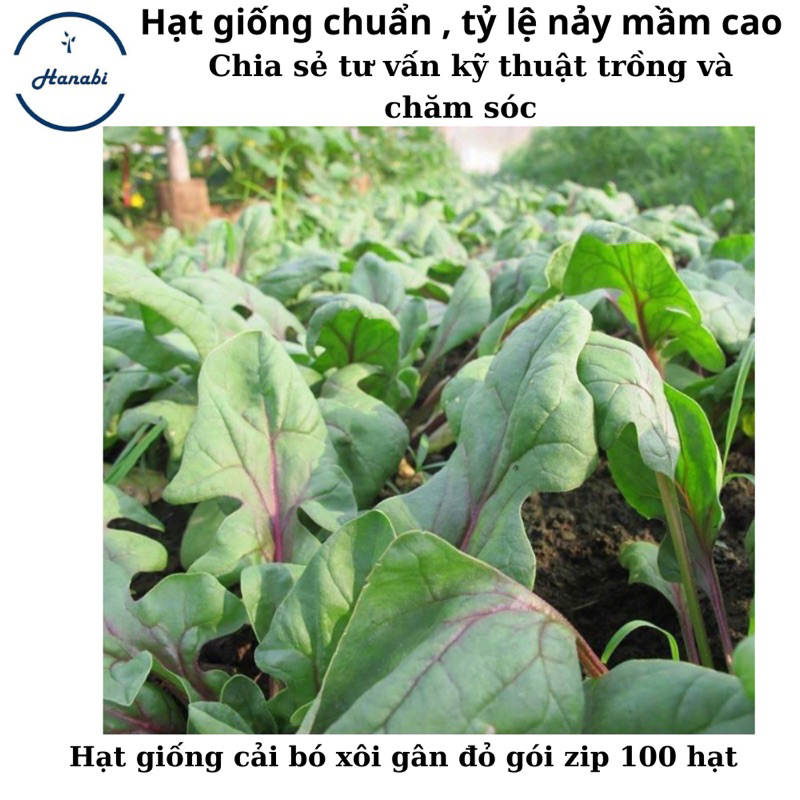 Hạt giống cải bó xôi gân đỏ Red