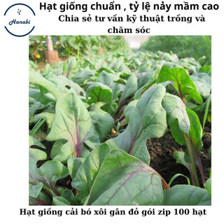 Hạt giống cải bó xôi gân đỏ Red