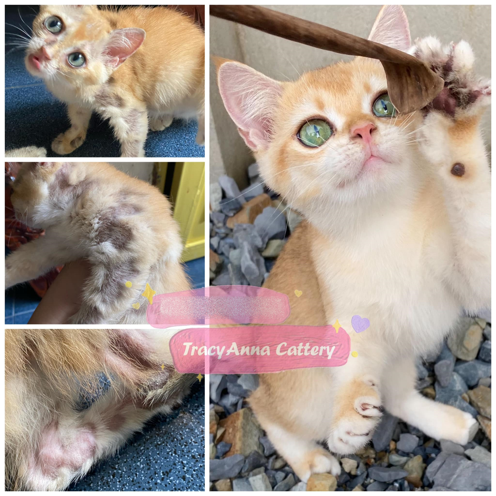 Xịt nấm MOFEI nội địa Trung siêu an toàn cho chó mèo - Kem thoa nấm ghẻ lang beng hắc lào chó mèo TracyAnna Cattery