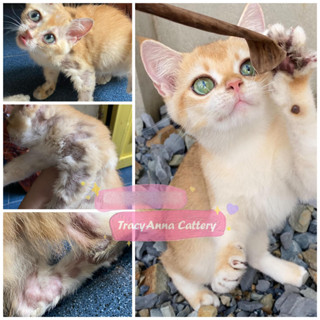 Xịt nấm MOFEI nội địa Trung siêu an toàn cho chó mèo - Kem thoa nấm ghẻ lang beng hắc lào chó mèo TracyAnna Cattery