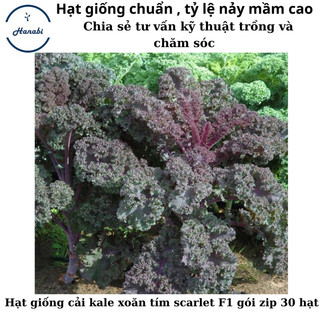Hạt giống cải kale tím Scarlet F1 mỹ
