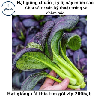 Hạt giống cải thìa tím