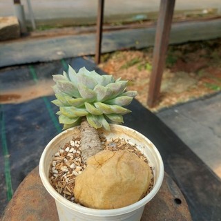 Sen đá ngọc bích cổ thụ Đà Lạt