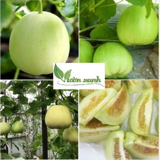 Hạt giống dưa lê siêu ngọt  15 Hạt