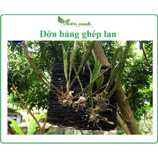 Dớn bảng trồng lan KT 15x15x3 cm