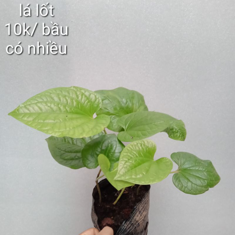 1 bầu cây lá lốt