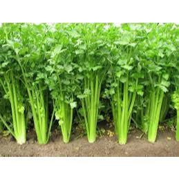 Hạt giống rau cần tây - rau trồng chậu tại nhà