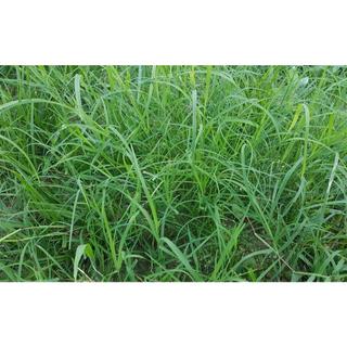 Hạt cỏ thảm bermuda xanh 400gram - cỏ thảm cảnh, cỏ trang trí sân vườn