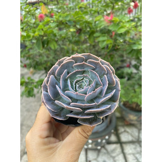 Sen bắp cải