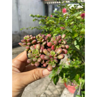 Sen sedum cam