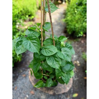 Cây dây leo thiên lý (chỉ giao hỏa tốc HCM)