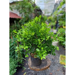 Cây tắc đang trái nhỏ 40-50cm